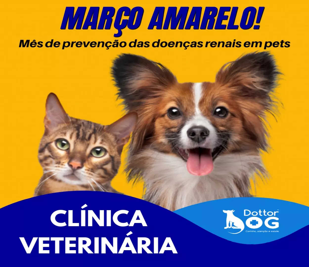 MARÇO AMARELO: MÊS DA CONSCIENTIZAÇÃO E PREVENÇÃO DAS DOENÇAS RENAIS EM CÃES E GATOS !